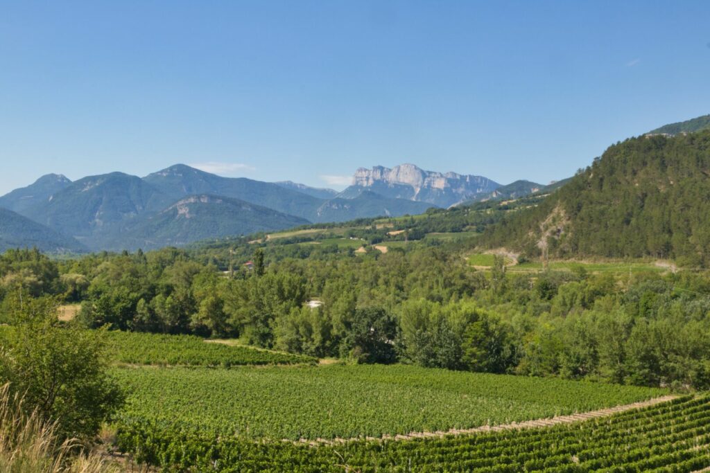 Vignes face aux falaises du Vercors