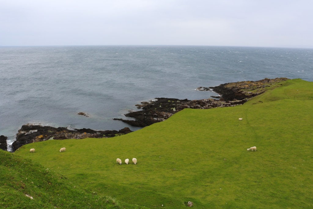 Des moutons broutant sur le Brother's Point sur l'île de Skye