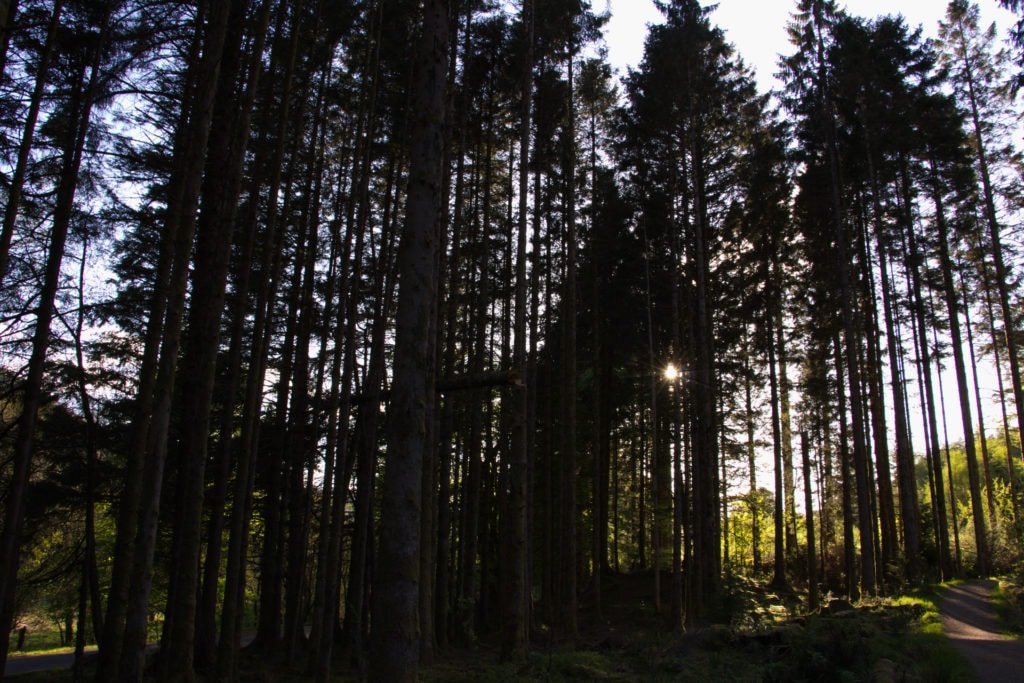 Bout de chemin dans la forêt avant de commencer l'ascension du Pap of Glencoe