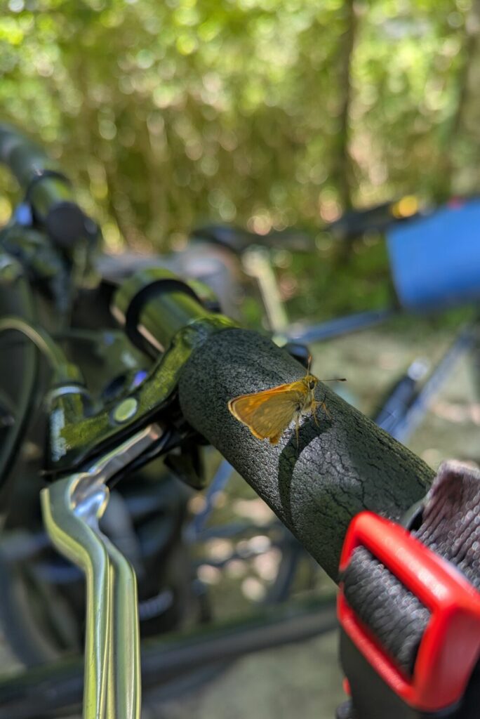 Papillon sur vélo