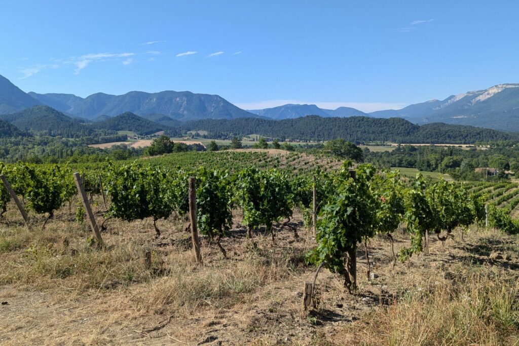 Vignoble en Drôme