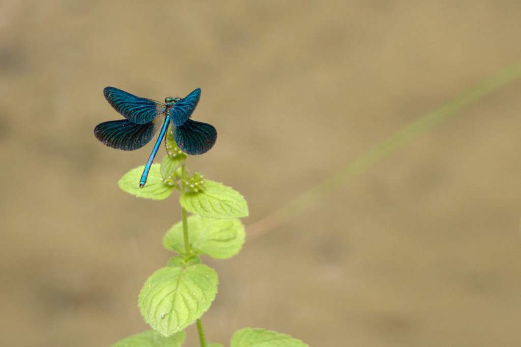 Rencontre avec une libellule bleue électrique lors d'une randonnée en Provence