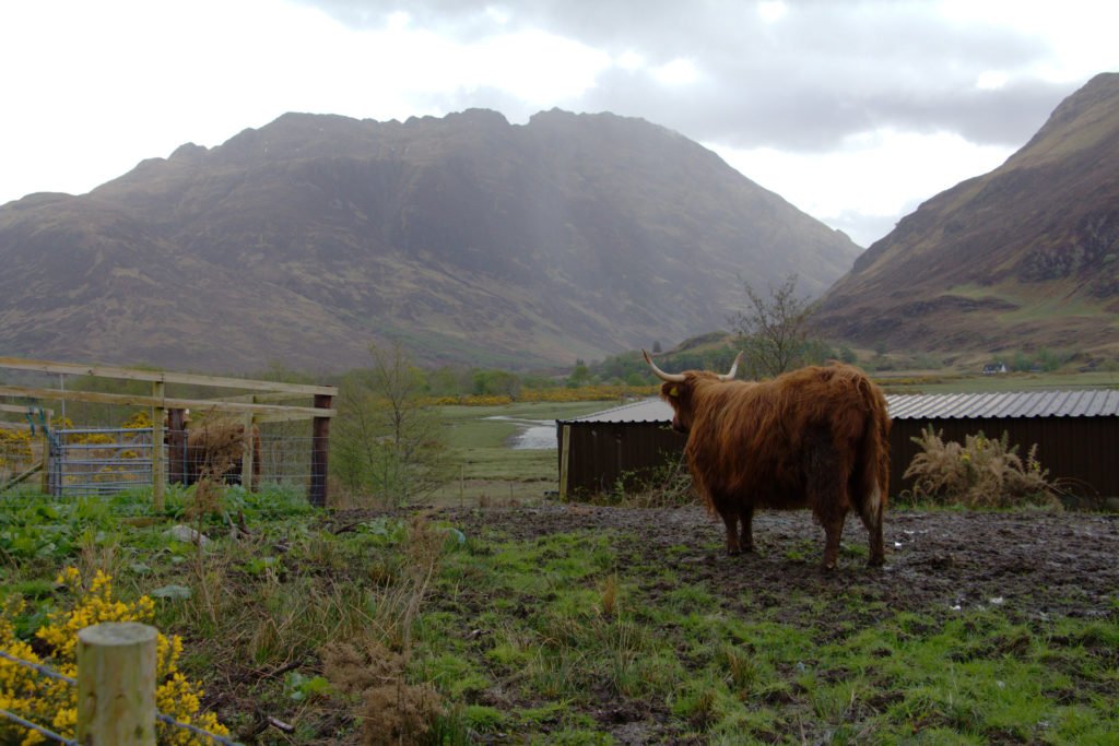 Vache des Highlands aux alentours du camping de Morvich