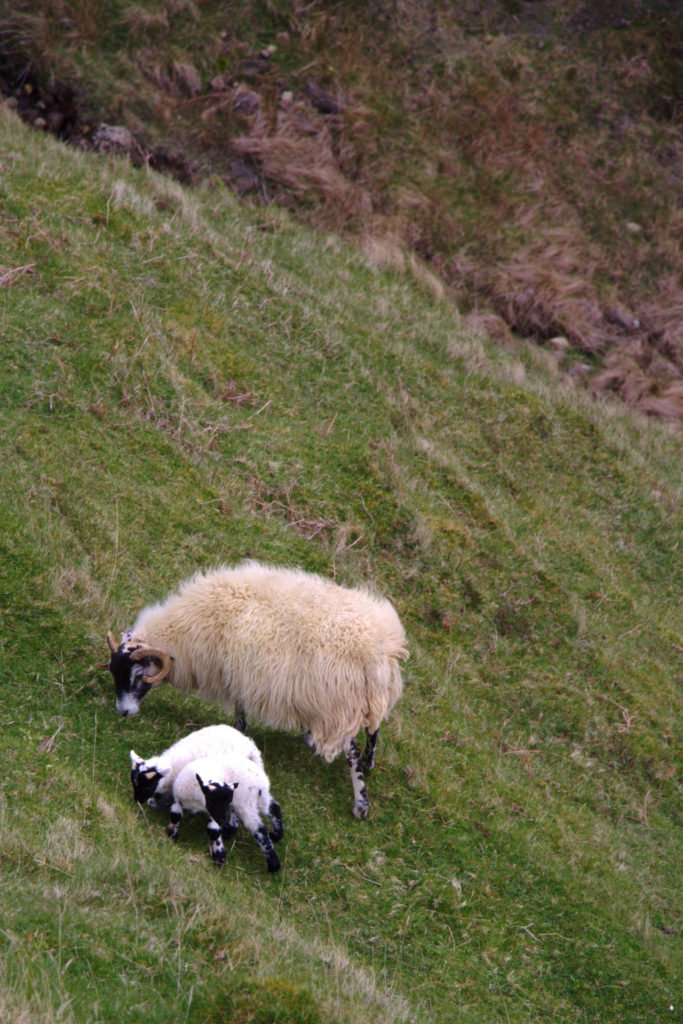 Mouton et ses agneaux sur l'île de Skye au printemps