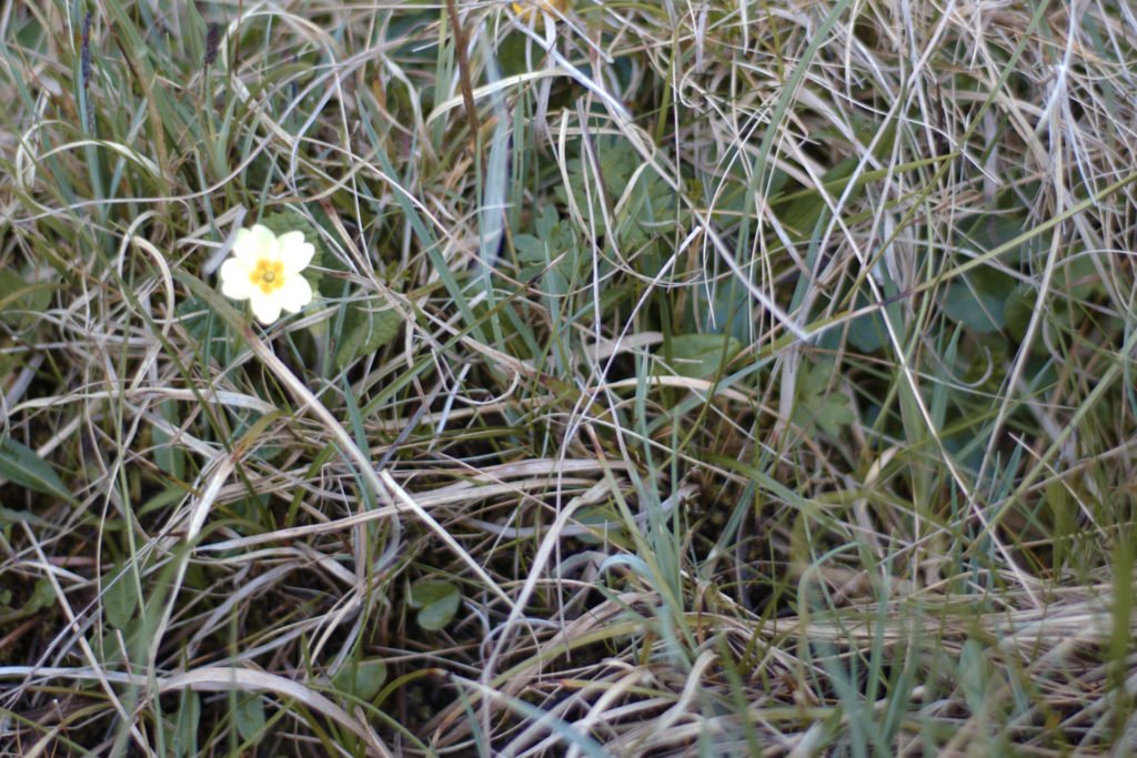 Jolie fleur de printemps sur un chemin de randonnée en Ecosse