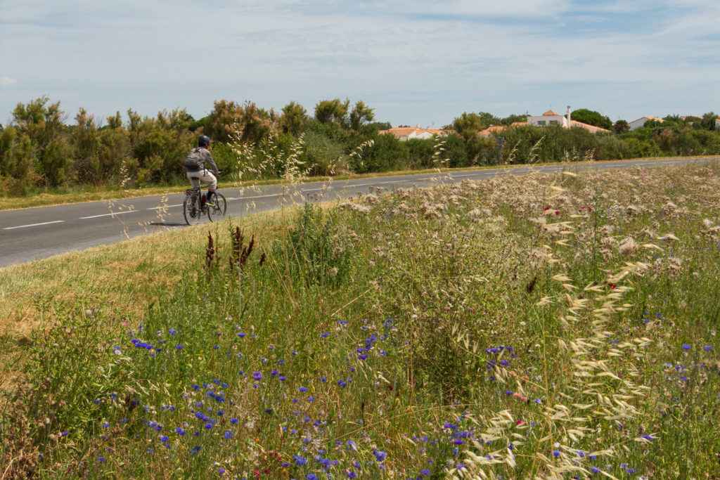 Vélo au bord d'un champ fleuri sur l'île de Ré