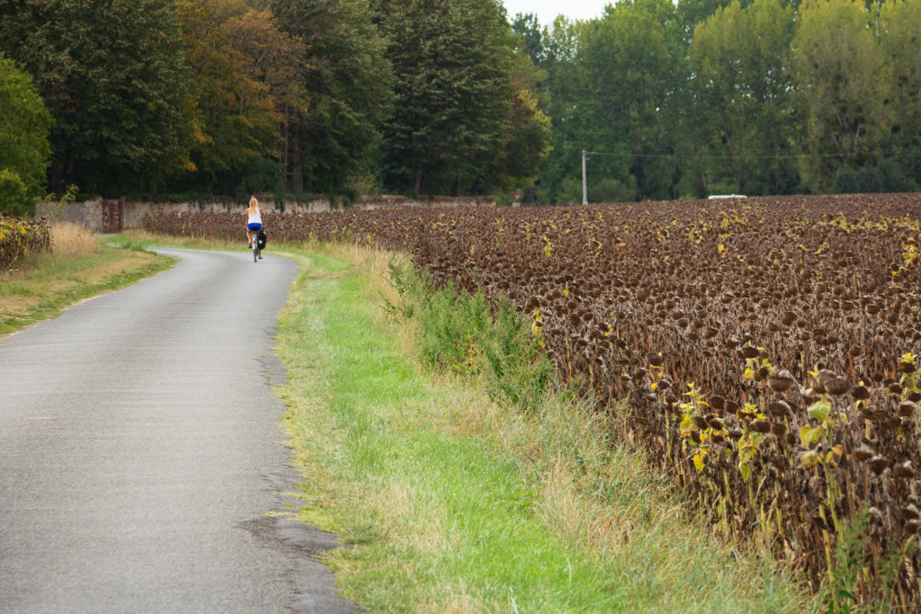 Un champ de tournesols sur la Loire à vélo
