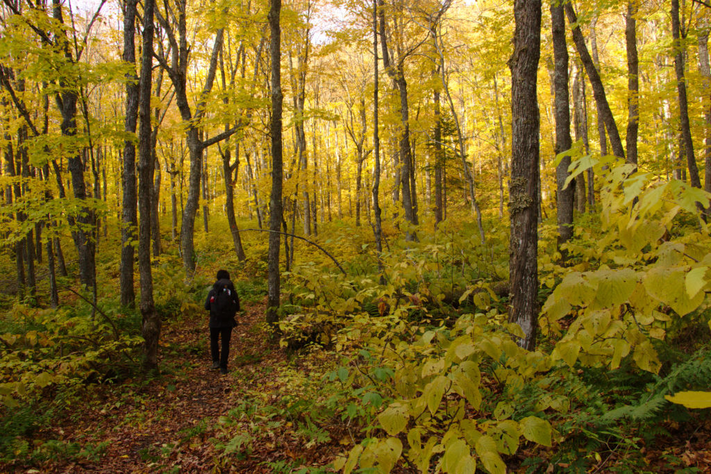 Balade en forêt, en pleine nature au Québec